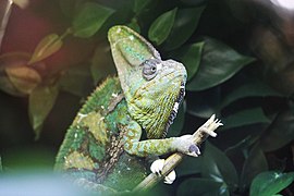 Jemenchamäleon (Chamaeleo calyptratus)