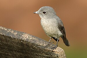 Το είδος Melaenornis fischeri στη Σκωτία