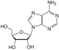 Adenosinum, intra ARN