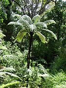 Cyatheaceae