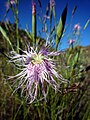 Dianthus broteri