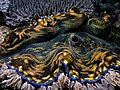 Colorful giant clam