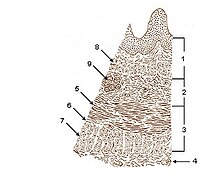 Illu esophageal layers.jpg