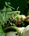 Araignée (Micrommata virescens ?) & criquet