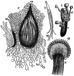 A: Gekiemd sclerotium van moederkoorn met ascocarp, B:Stroma met peritheciën, C:Perithecium met asci, D:Ascus met draadvormige sporen.