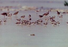 Asiatic dowitchers Limnodromus semipalmatus