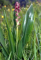 Orchis à odeur de punaise (Anacamptis coriophora)