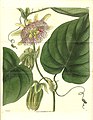 Passiflora ligularis door William Jackson Hooker