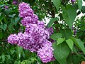 Syringa vulgaris