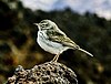 Small bird with long tail, thin bill, patterend upperparts and pale underparts stands on a rock