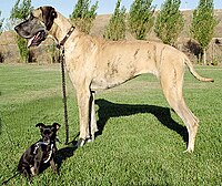 This Chihuahua mix and Great Dane show the wide range of dog breed sizes.