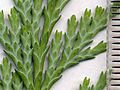 Image 5Cupressaceae: scale leaves of Lawson's cypress (Chamaecyparis lawsoniana); scale in mm (from Conifer)