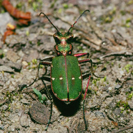 Žaliasis šoklys (Cicindela campestris)