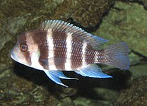 Cyphotilapiini (E): Cyphotilapia frontosa, ein av berre to liknande artar i tribusen.[50]