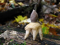 Description de l'image Geastrum quadrifidum 60803.jpg.