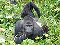 The eastern gorilla