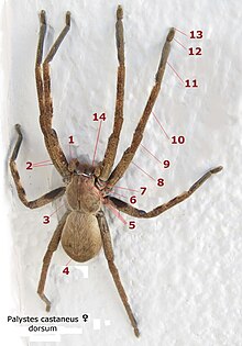 Palystes castaneus female dorsum numbered.jpg