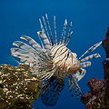 Pterois volitans