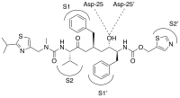 Ritonavir is similar to the natural substrate.