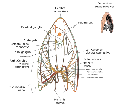 Neurological diagram of a scallop