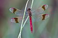 Szalagos szitakötő (Sympetrum pedemontanum) hím