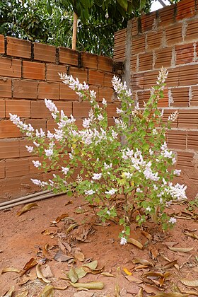 Floração