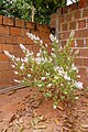 Overview of Tetradenia riparia in cultivation in a garden