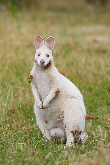 Albino Bennett's Wallaby