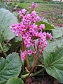 Bergenie Bergenia cordifolia