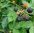 Yummy black raspberries from my friend, Ched.