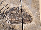 Fossil skull of Gordodon with vertical sawcut