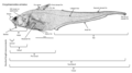 Image 74An annotated diagram of the basic external features of an abyssal grenadier and standard length measurements. (from Deep-sea fish)