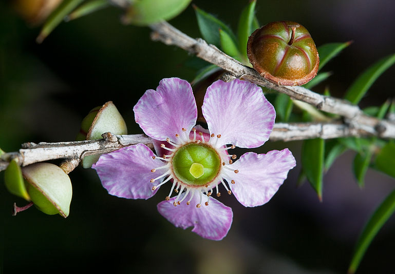 Leptospermum squarrosum