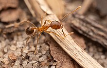 Pheidole megacephala 333840361.jpg