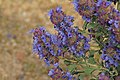 Salvia dorii var. pilosa in Antelope Valley, about 2,945 feet (900 m)