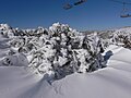 A snow gum (E. pauciflora), að vetri í Áströlsku Ölpunum