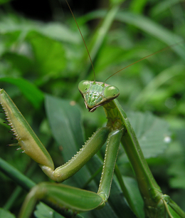 Maldininkas (Tenodera aridifolia sinensis)