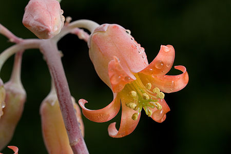 en:Cotyledon orbiculata, by JJ Harrison