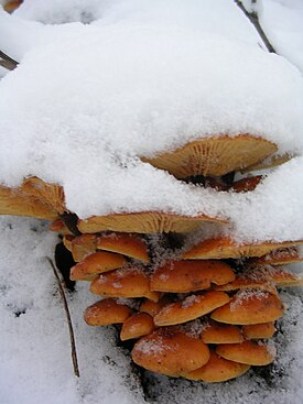 Flammulina velutipes