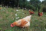 Gallinas en libertad de Pazo de Vilane