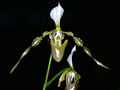 Paphiopedilum dianthum