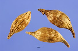 Frutos de Sparganium angustifolium.