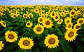 Tournesol