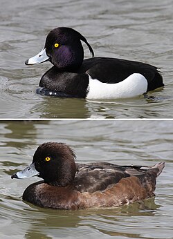 pilet véreux marle (in heut) pi fumèle (in bos)