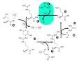 En coloreado: Ciclo de la Urea.