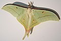 Actias selene, adult male