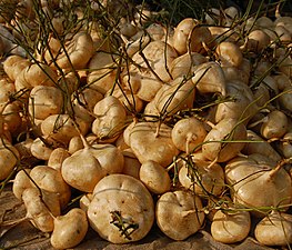 Piz patatez Pachyrhizus erosus, kornôg Jawa, Indonezia.