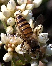 Apis cerana en Hong Kong