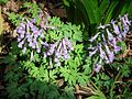 Corydalis solida