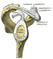 Origine du chef long du muscle biceps brachial